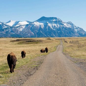 Bison Paddock Overlook