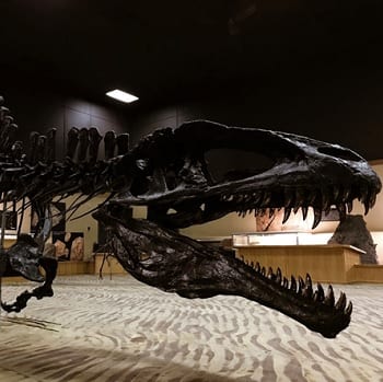 dinosour skeleton