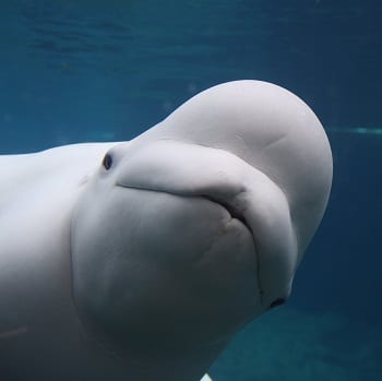 picture of beluga whale