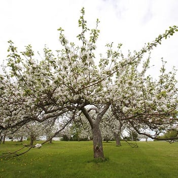 trees of blossom