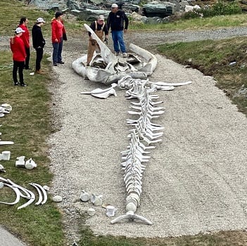 picture of Whale Skeleton