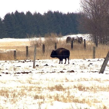 picture of bison