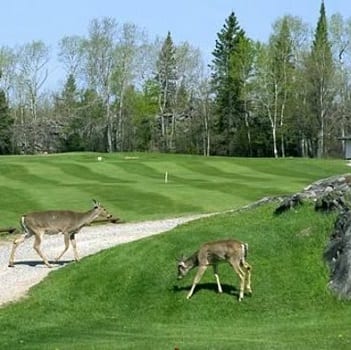 Deer Capital of Manitoba - Pinawa