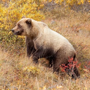 brown bear