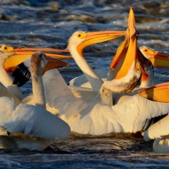 great white pelican