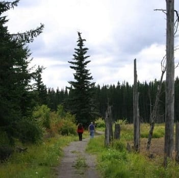 long trees