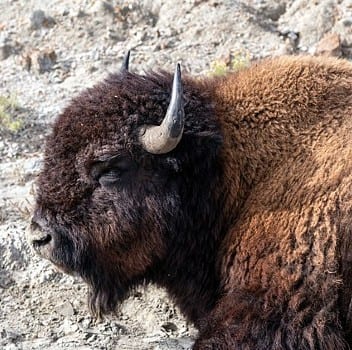 american bison