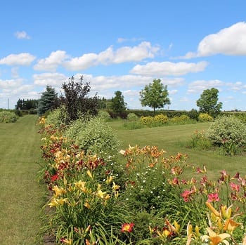 flower garden