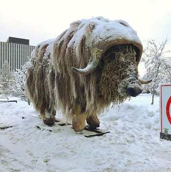 winter elon muskox sculpture