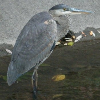 Great Blue Heron