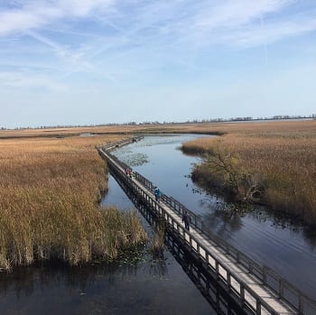 Marsh Boardwalk - Leamington