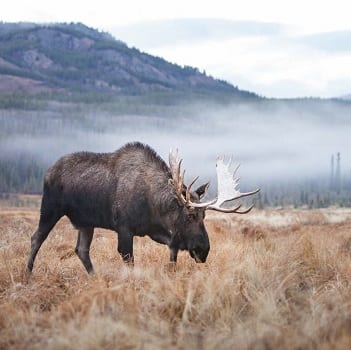 Yukon Wildlife Preserve in whitehorse