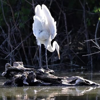 wetlands