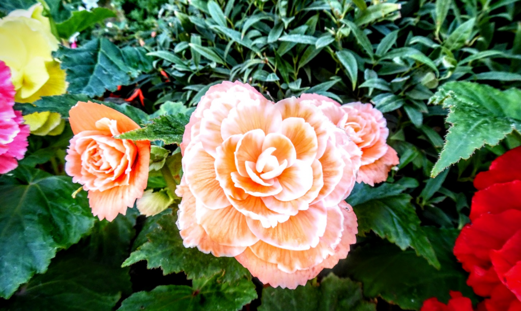 Peach coloured flower at the Butchart Gardens