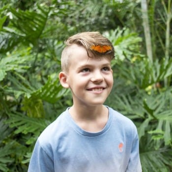 butterfly in boy's hair