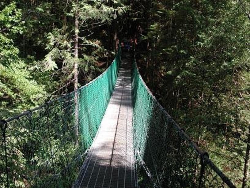 bridge in forest