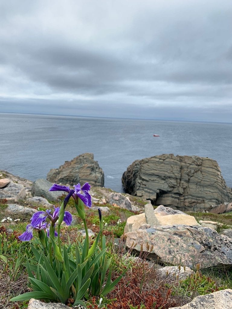 Newfoundland cliffs with wildflowers