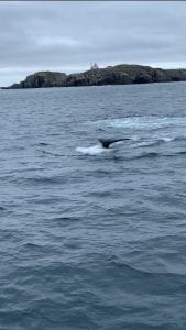 Whale tail in ocean