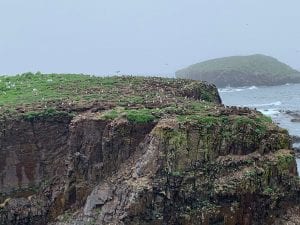 Puffins on cliff