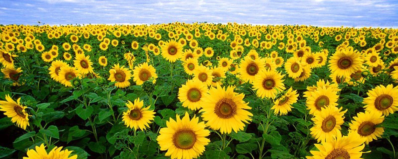 sunflowers