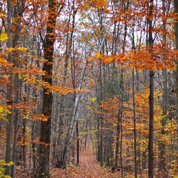 Long Sault Conservation Area