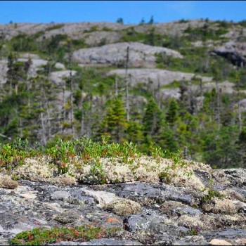 Salvage to Sandy Cove - The Old Trails